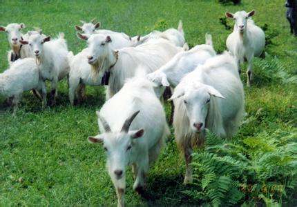 jxf吉祥坊(中国)官方网站