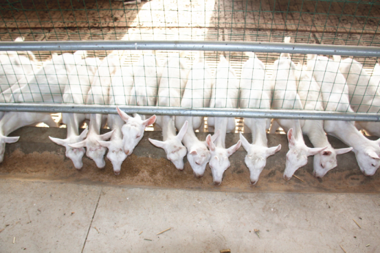 jxf吉祥坊(中国)官方网站