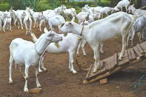 jxf吉祥坊(中国)官方网站