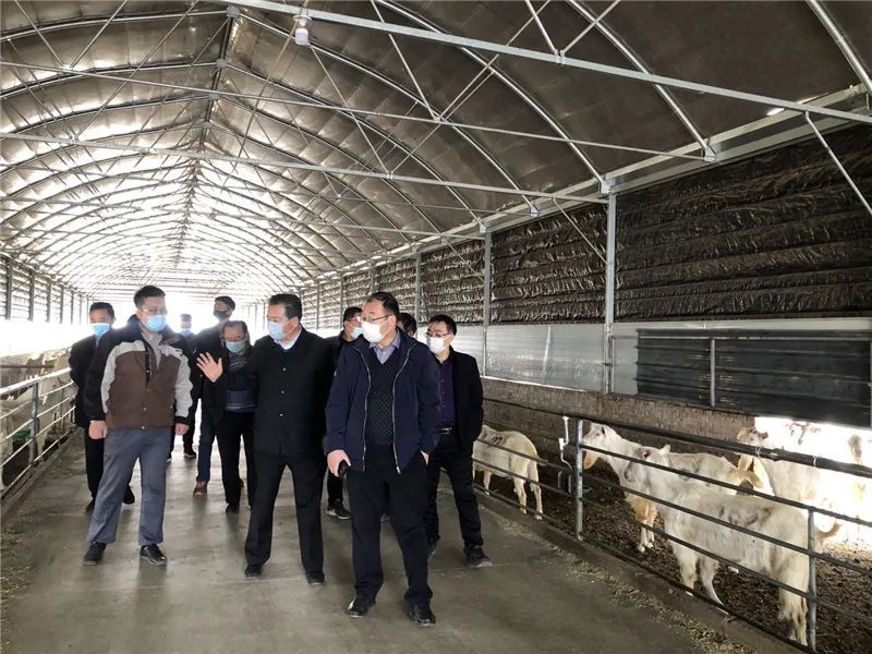 （调研组实地审查红星jxf吉祥坊入口种公羊）