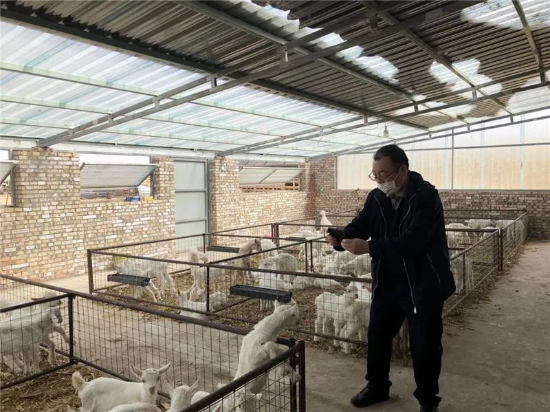 （杨黎旭审查园区内新生小羊羔）